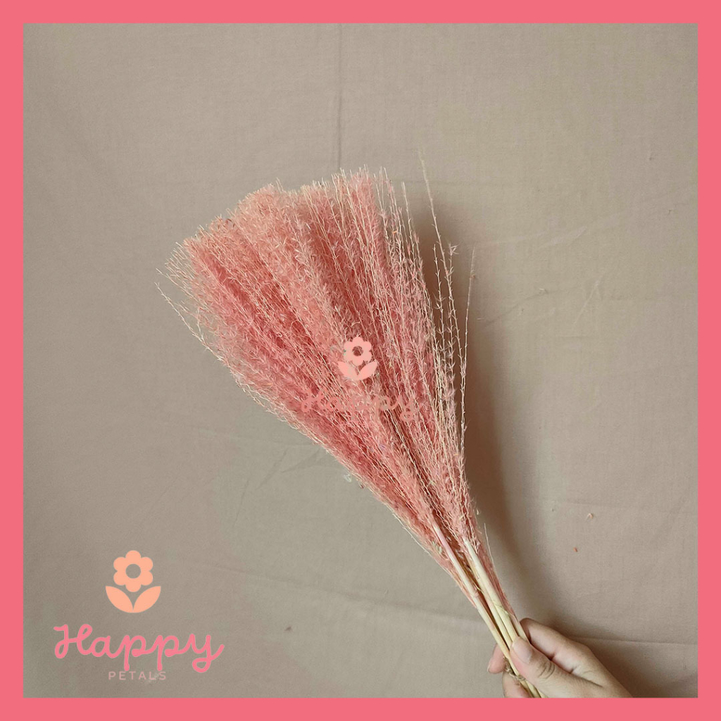 Jual Dried Flower Pampas Reed Color Rainbow Bunga Tanaman Rumput Bulu ...