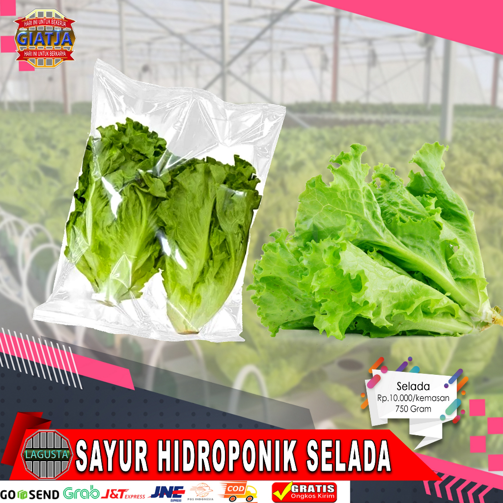 Jual Sayur Hidroponik Selada Shopee Indonesia