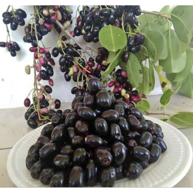 Jual buah jamblang 1 kg. | Shopee Indonesia