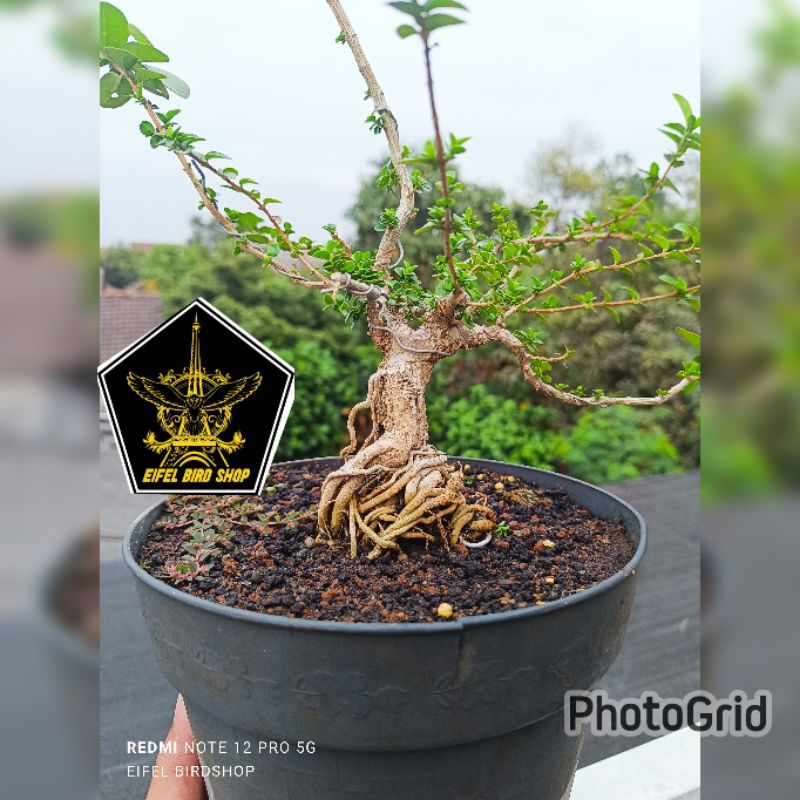Jual BONSAI SANCANG SIAP PAJANG seperti difoto ukuran sejempol orang dewasa  | Shopee Indonesia