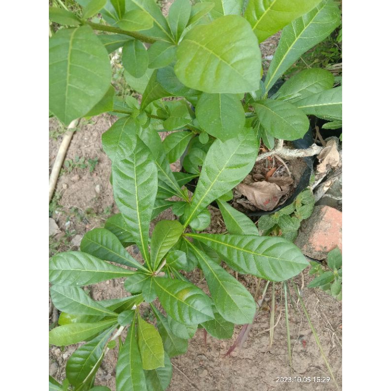 Jual FRESS STEK BATANG BERNUNG/MAJA/BERNUK | Shopee Indonesia