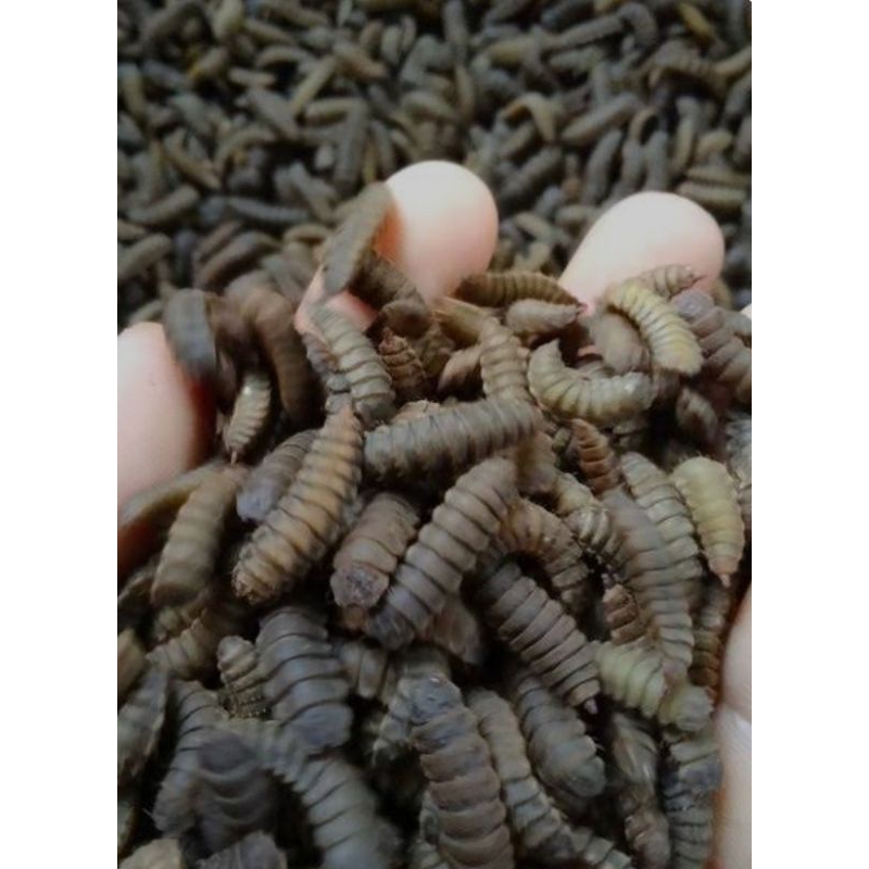 Jual Prepupa Maggot BSF Pupa Lalat Black Soldier Fly 500gram | Shopee