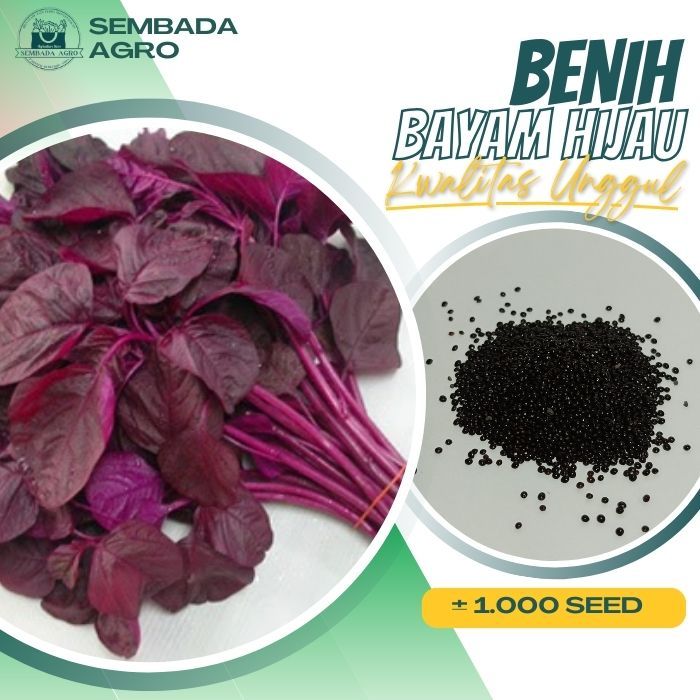 Jual Benih Bibit Bayam Merah Unggul Berkualitas 1000 Biji - Sembada ...