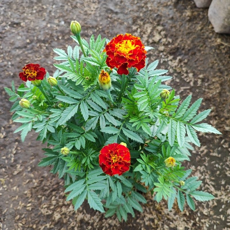 tanaman bunga  suyok (beli 5 gratis 1) tanaman marigold hidup berakar