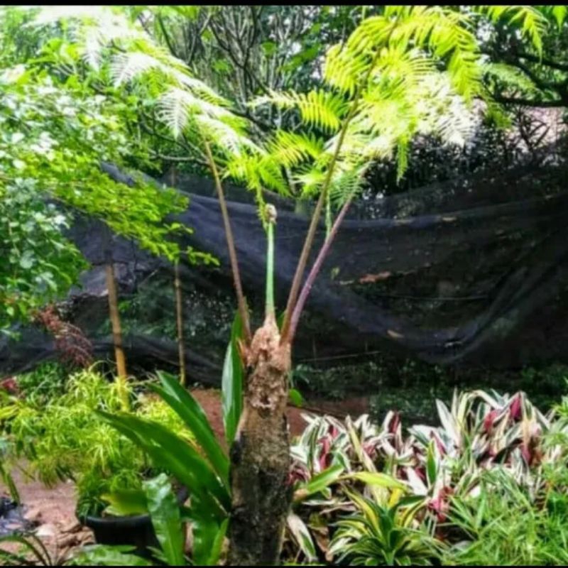 Jual Tanaman Pakis Monyet Hiasan Taman Tinggi Bisa Capai 2 Meter