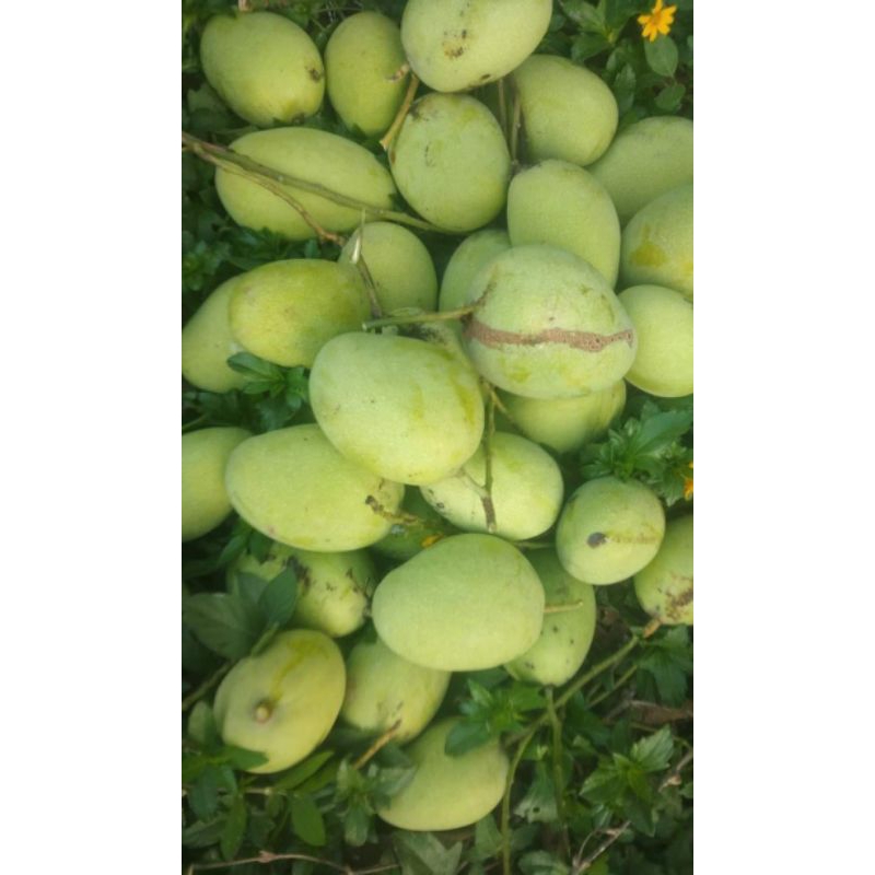 Jual Buah Mangga Muda Mangga Rujak Mangga Telor Telur Fresh 1kg