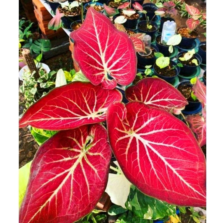 Jual ( BISA COD ) Caladium Rict Of Thai Merah Mutasi Tanaman Hias ...