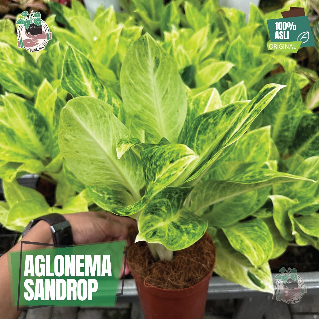Jual Aglonema SanDrop Sundrop Tanaman Hias Bunga Hijau Akar Por Sehat ...