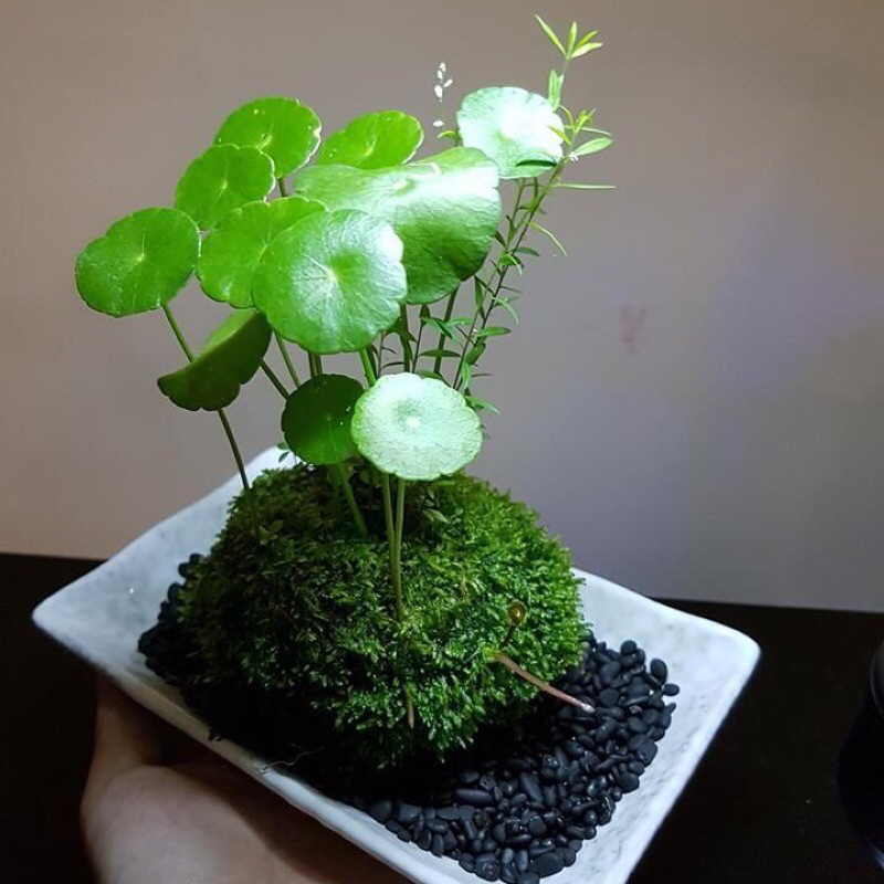 Hydrocotyle Verticillata Tanaman Aquascape Segar