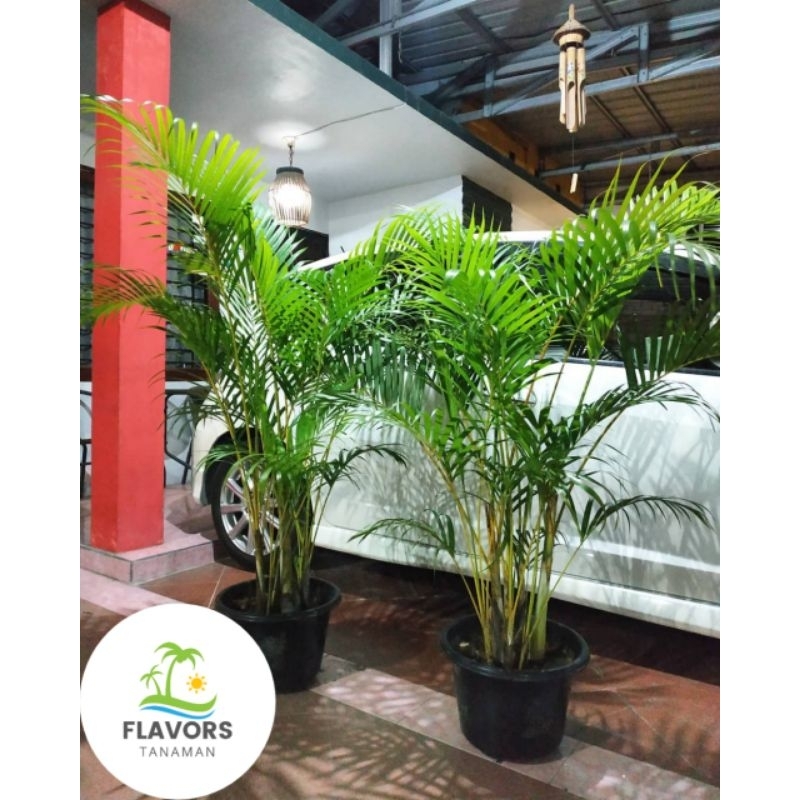 Jual Tanaman hias pohon palem kuning tinggi 1 meter satu pot isi 2