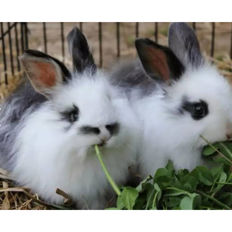 Jual KELINCI ANGGORA - Kelinci Anggora Lokal Kelinci Lucu Imut Bulu