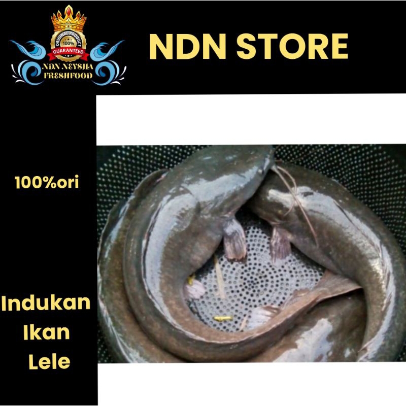 Jual indukan ikan lele jumbo siap bertelur / siap pijah | Shopee Indonesia