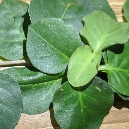 Jual DAUN BINAHONG / PIAHONG / ANREDERA CORDIFOLIA | Shopee Indonesia
