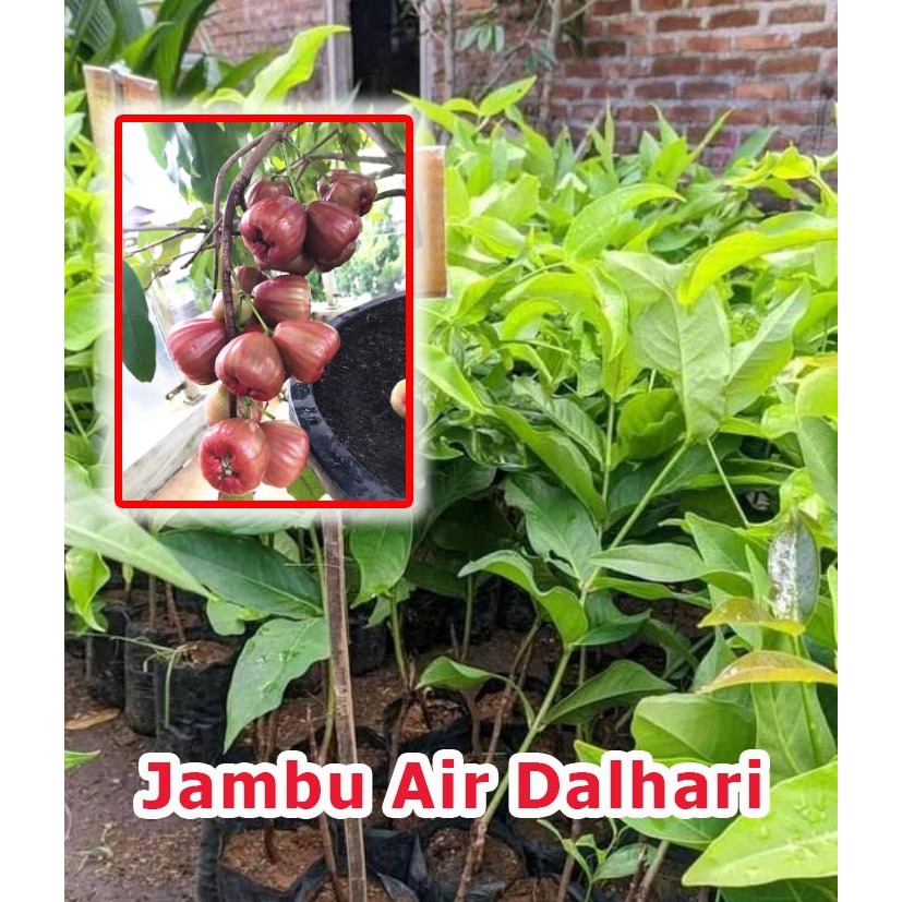 Jual Bibit jambu air dalhari batang besar tinggi 1 meter siap berbuah ...