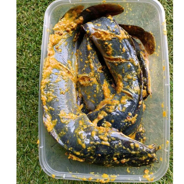 Jual ikan lele bumbu kuning (bisa segar maupun frozen) | Shopee Indonesia