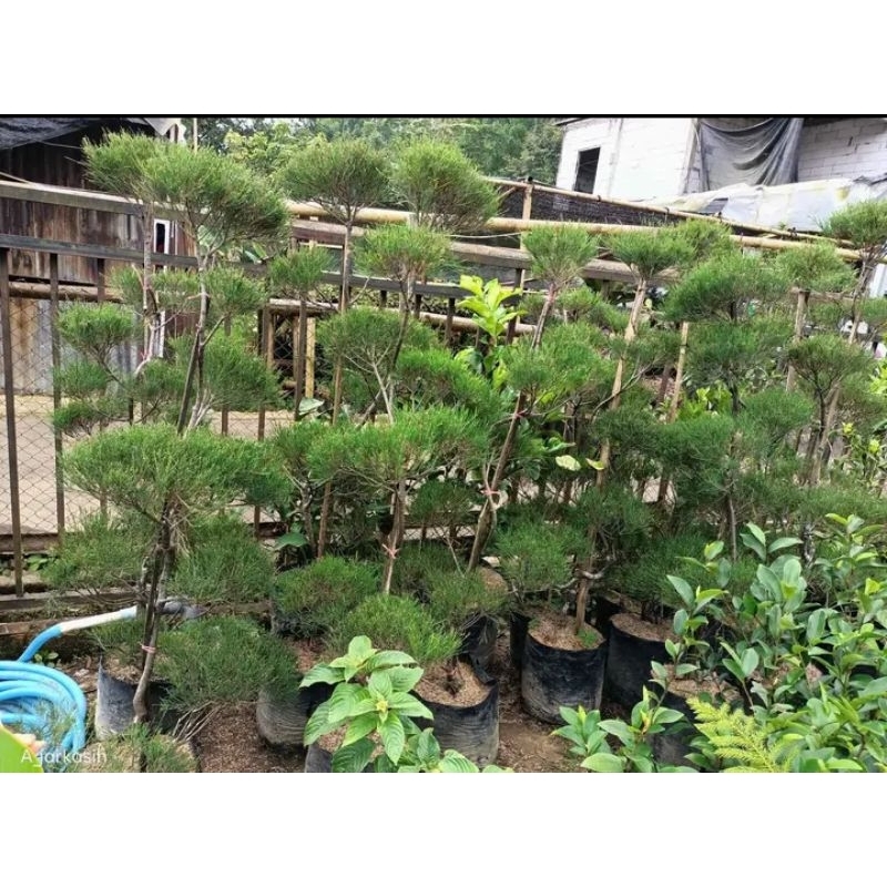 Jual Cemara Udang Bonsai Cantik Meter Jaminan Stok Bagus Shopee Indonesia