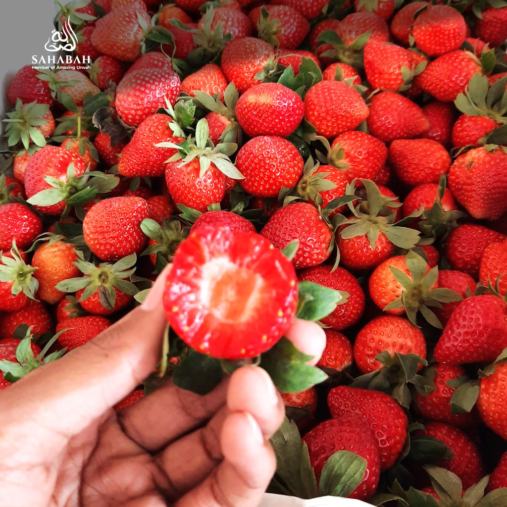 Jual Strawberry Fresh 1kg Premium Jumbo Panensegar Stroberi Segar ...