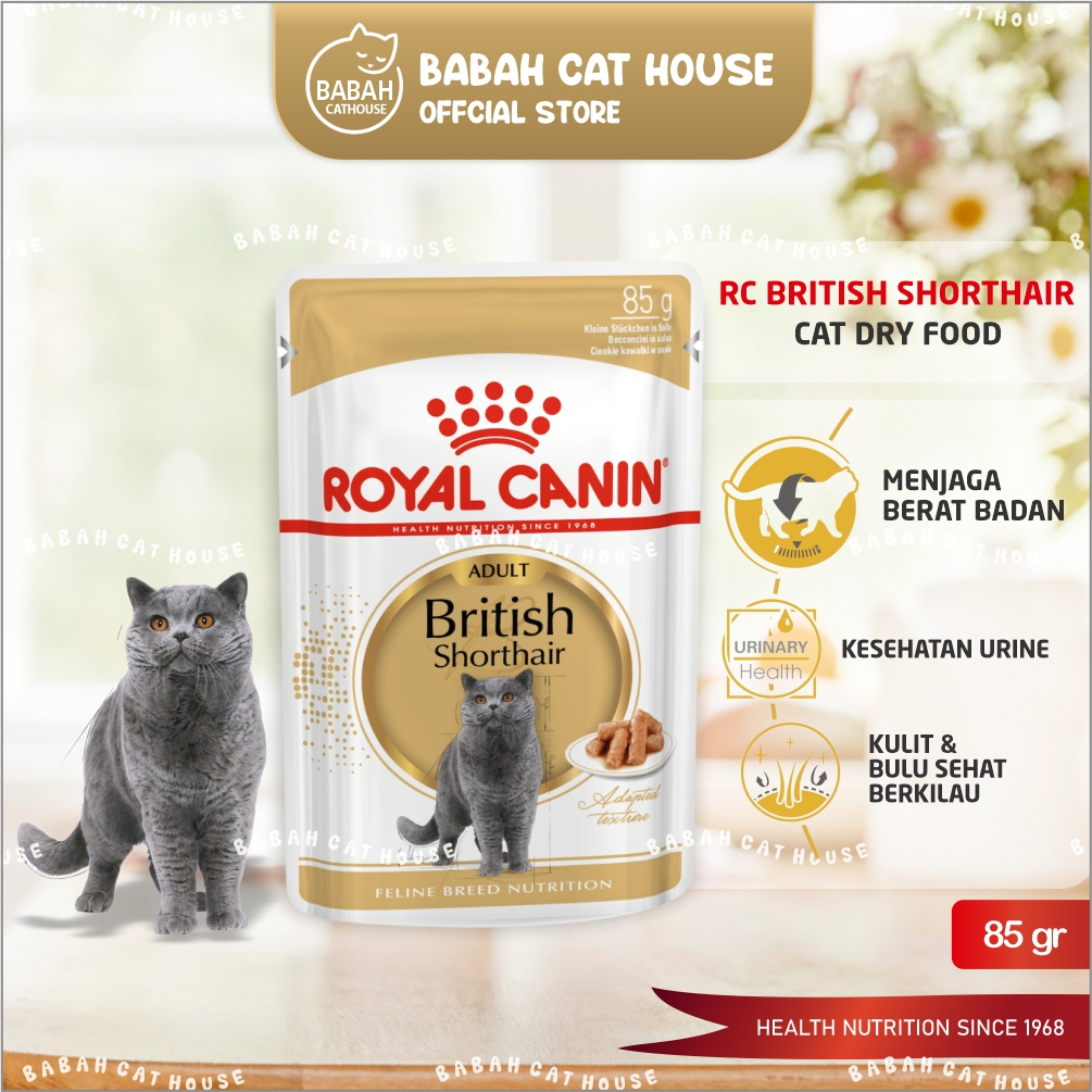 Rc british shorthair hot sale