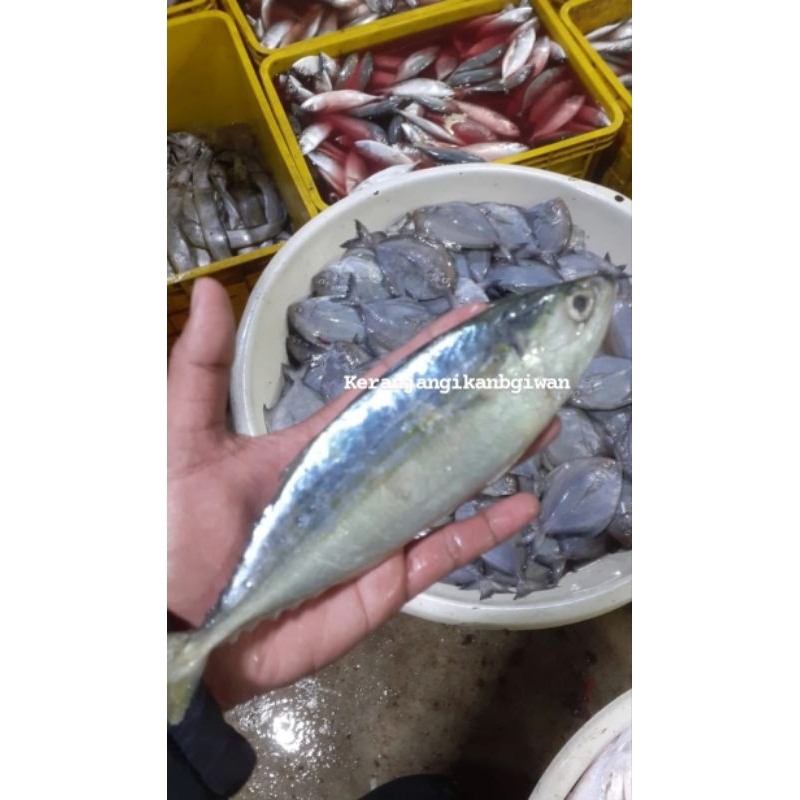 Jual Ikan Kembung Banjar Segar Premium Isi 6 8 Bukan Frozen Free