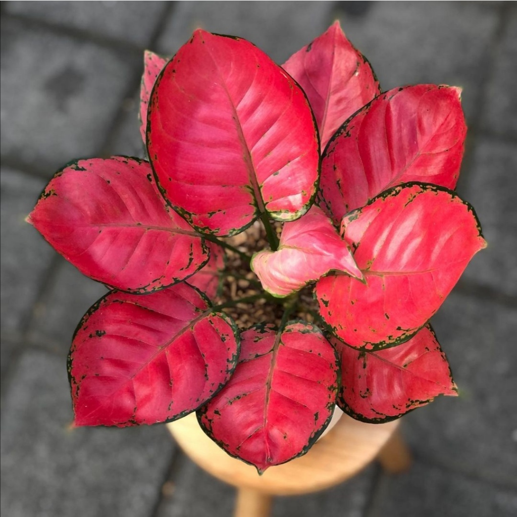 Jual Aglonema Red Anjamani Aglaonema Red Anja Tanaman Hias Bunga ...