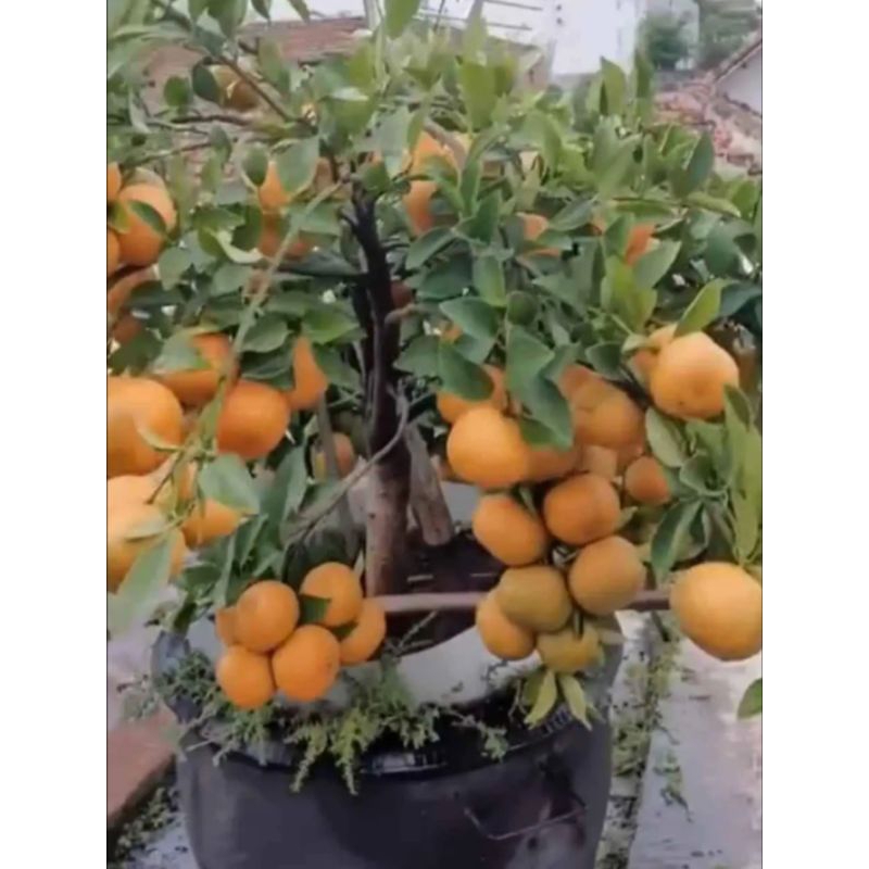 Jual Bibit Jeruk Mandarin Kondisi Berbuah Shopee Indonesia