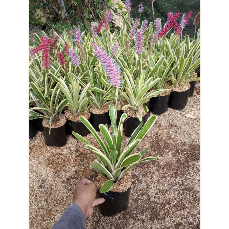 Jual Tanaman Hias Bromelia Variegata Shopee Indonesia