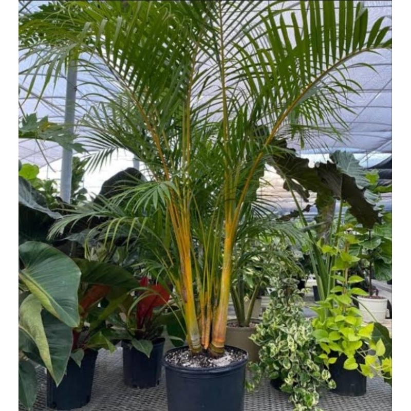 Jual pohon palm kuning rumpun tanaman hias palem kuning rumpun | Shopee ...