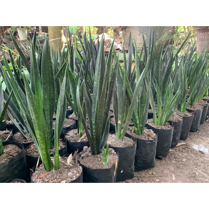 Jual Sansevieria green arrow / tanaman hias sansivera lidah mertua ...