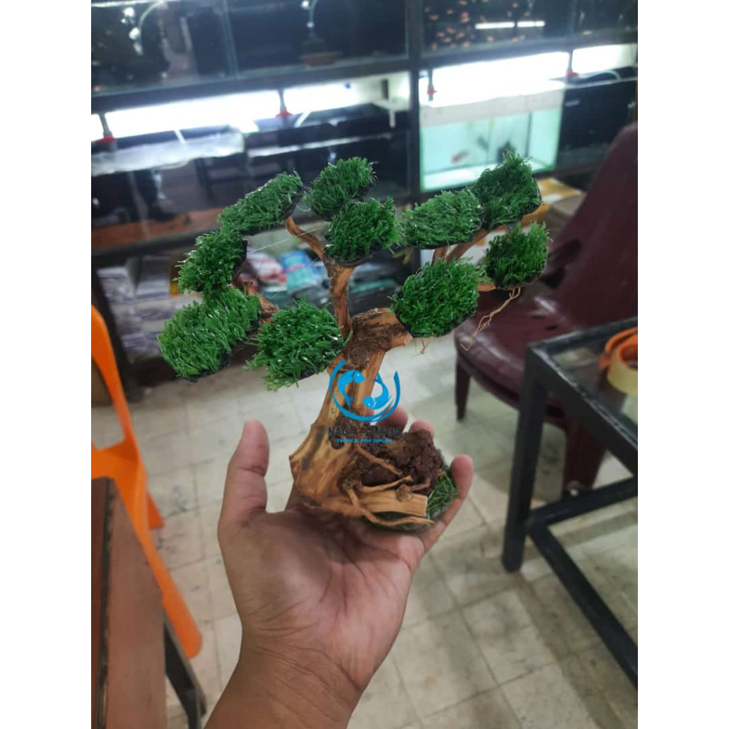 Jual Kayu Bonsai Aquascape Hiasan Aquarium Shopee Indonesia