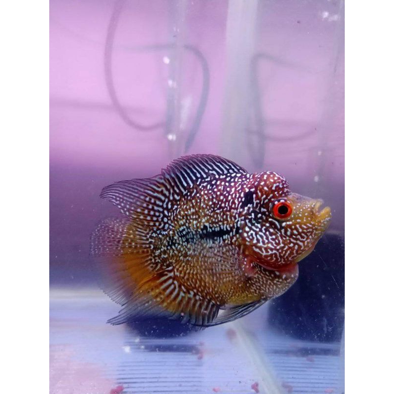 Jual COD BURAYAK LOUHAN BONSAI COIN | Shopee Indonesia