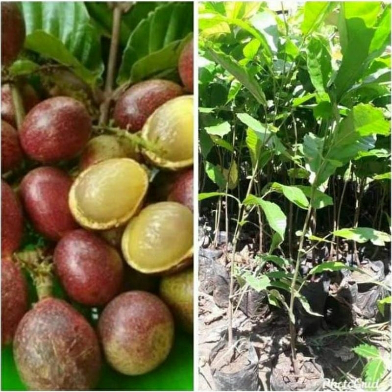 Bibit Matoa. Asli tanaman super genjah cepat berbuah lebat...