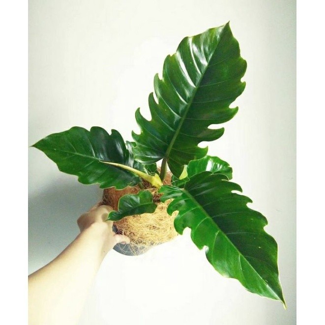 Jual Philodendron Green Saw 4-5 Daun / Philo Greensaw | Shopee Indonesia