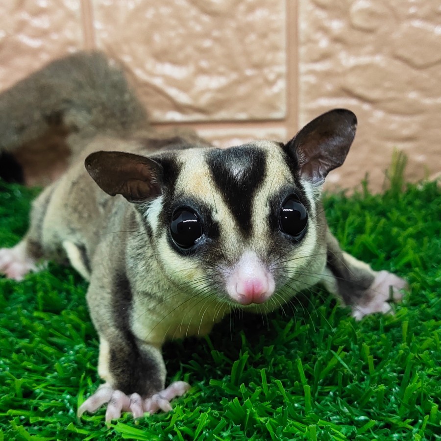 Toko store sugar glider