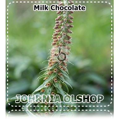 Jual Johrnia 3 Benih Biji Bunga FOXGLOVE Milk Chocolate | Shopee Indonesia