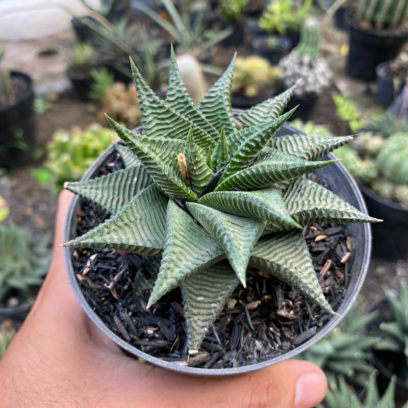 Jual Indukan Haworthia Limifolia Spiral Size Besar | Variasi Potelan ...