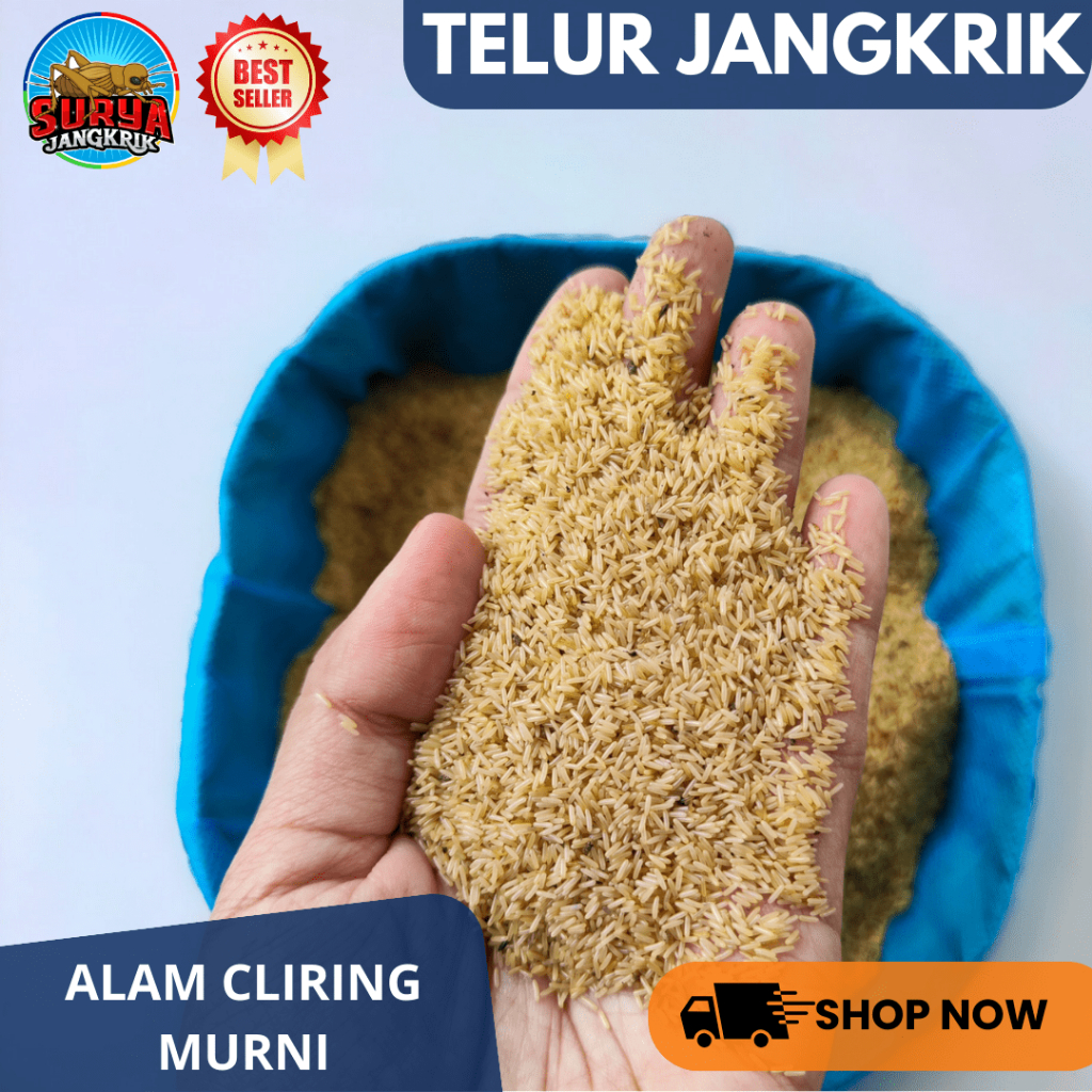 Jual Bibit jangkrik ALAM CLIRING kemasan 300 gram telor jangkrik untuk ...