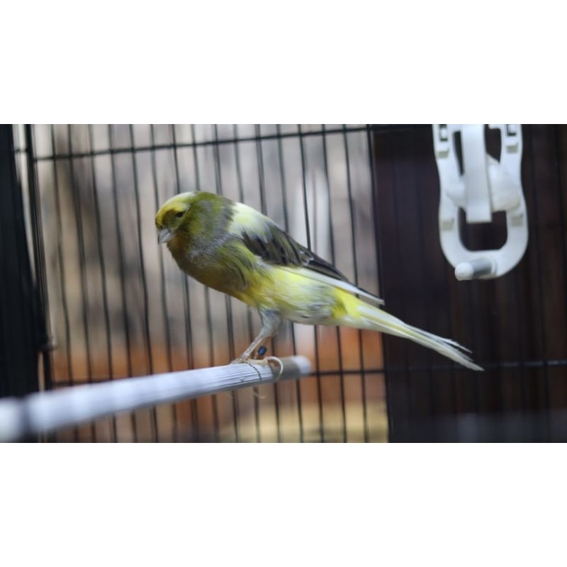 Jual kenari yorkshire jantan | Shopee Indonesia