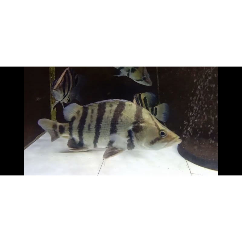 Jual Datz Datznoid Silver 24cm | Shopee Indonesia