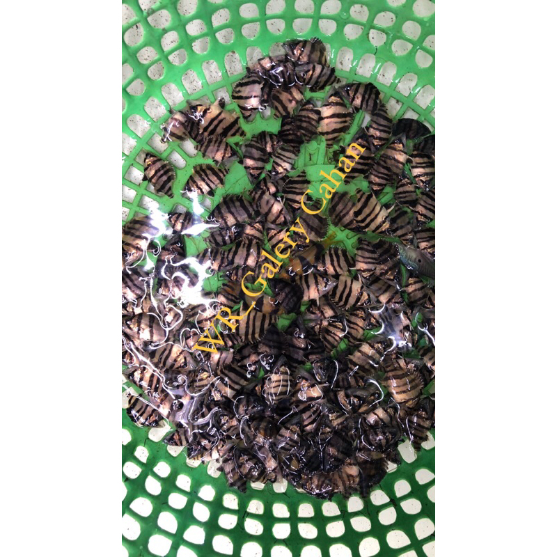 Jual TIGER DATZ BORNEO ASLI KAPUAS HULU 3/4 BAR | Shopee Indonesia