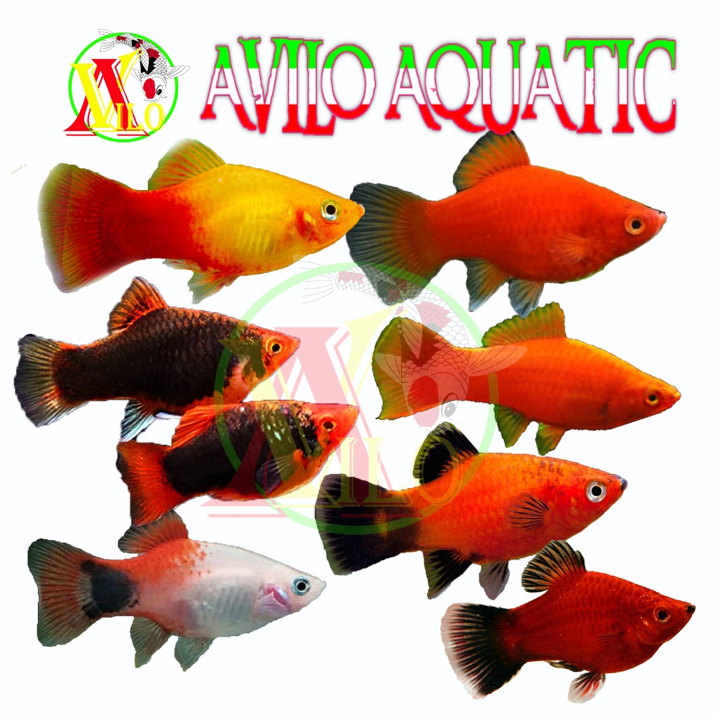 Jual Ikan Platis Terlengkap & Harga Terbaru Juli 2026 | Shopee Indonesia