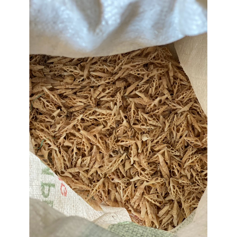 Jual aneka kulit kerang murah 1kg / cangkang kerang murah dijual per 1 ...