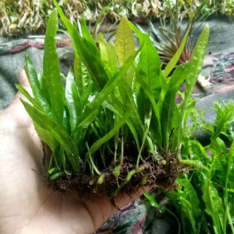 Dunia Hijau di Balik Layar: Menjelajahi Ragam Tanaman Hidup Akuarium yang Dijual Online