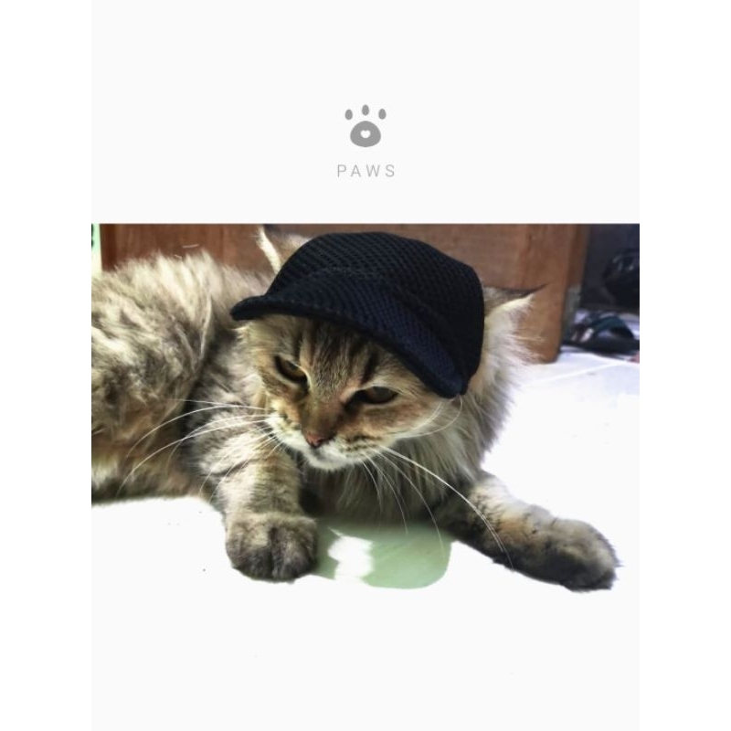 Jual Topi kucing dan anjing warna polos lucu | Shopee Indonesia