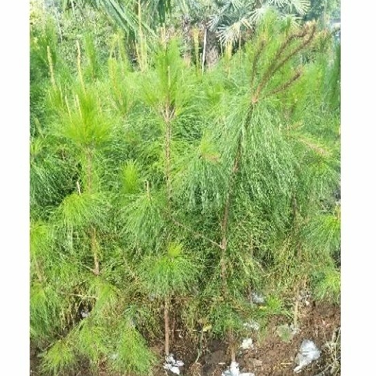 Jual pohon cemara pinus 2 meter | Shopee Indonesia