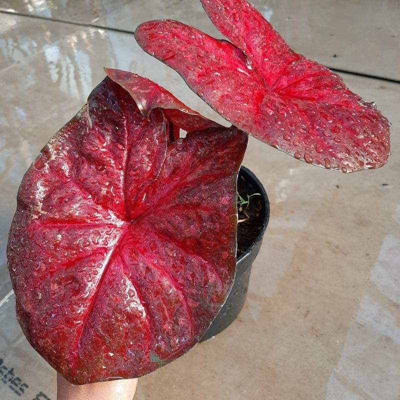 Jual Tanaman Hias Caladium Red Devil/tanaman hias merah/tanaman hias ...