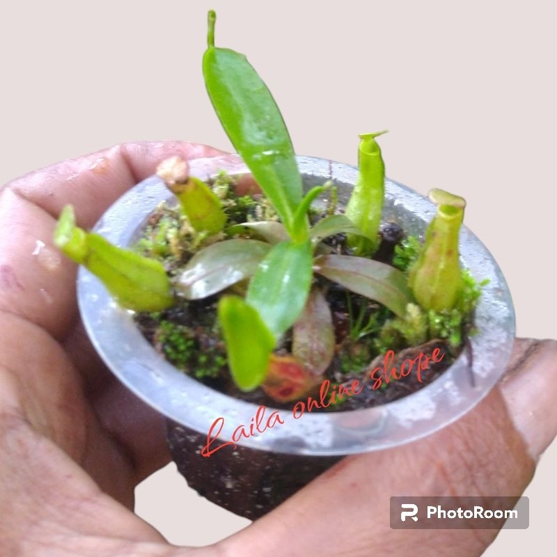 Tanaman Karnivora Mix randoom isi 10pcs