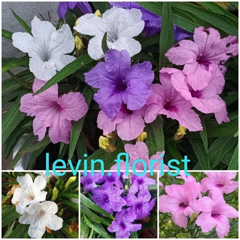 Jual Ruellia simplex / Mexican petunia batang pendek / bibit tanaman ...