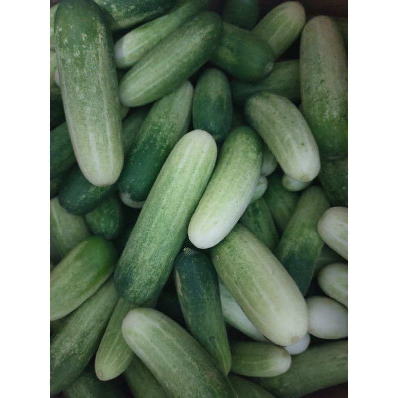 Jual Timun Baby Lalap Sleman Fresh 1kg | Shopee Indonesia