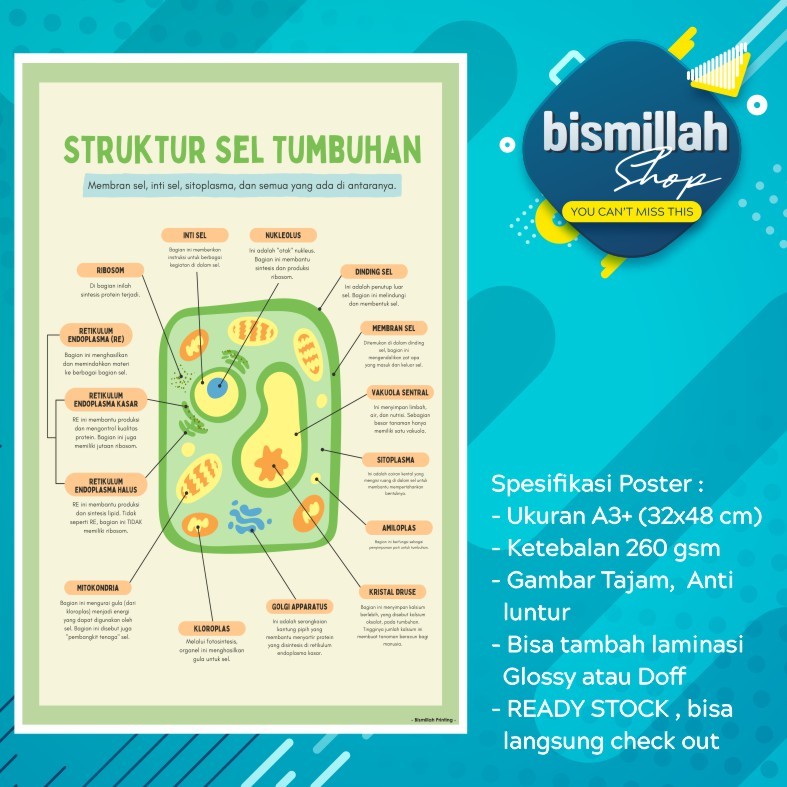 Jual Poster edukasi struktur sel tumbuhan | Shopee Indonesia