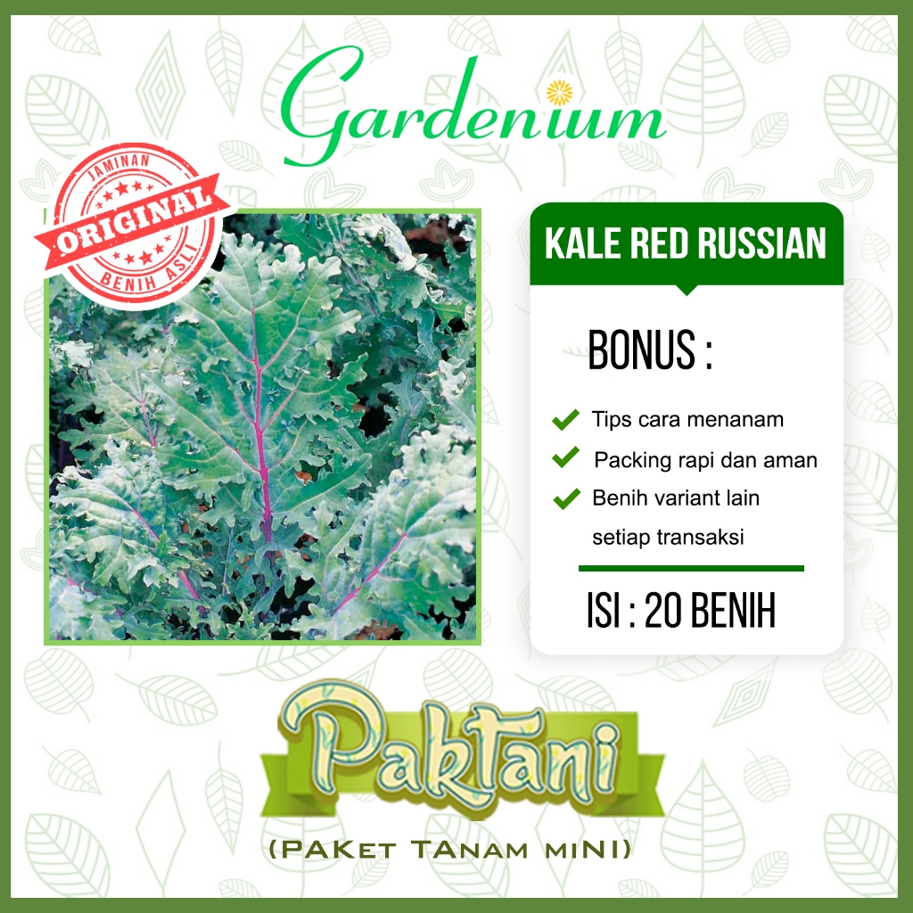 20 Benih Kale Red Russian Tanaman Sayur Unggul Paktani